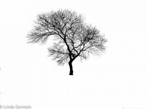 high contrast tree for printmaking